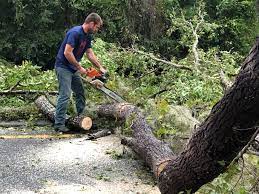 Trusted Woodruff, SC Tree Care Experts