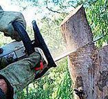 Best Fruit Tree Pruning  in Woodruff, SC