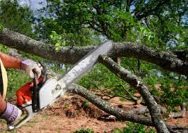 Best Lot and Land Clearing  in Woodruff, SC
