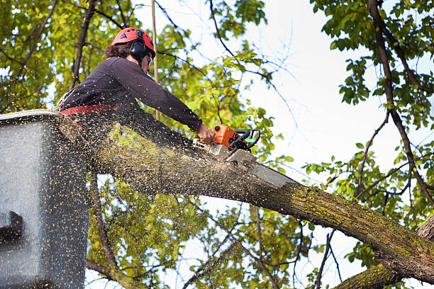 How Our Tree Care Process Works  in  Woodruff, SC
