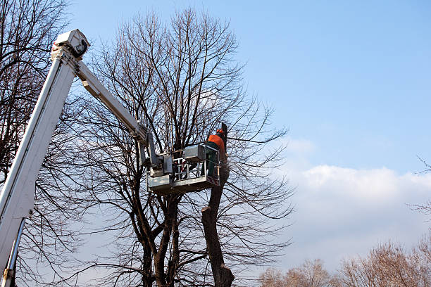 Leaf Removal in Woodruff, SC