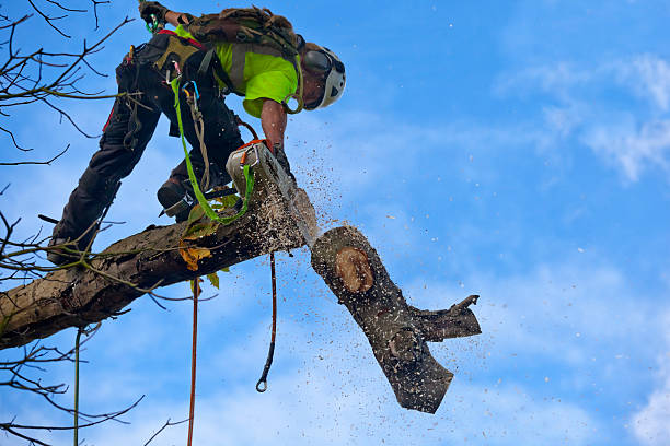 Best Hazardous Tree Removal  in Woodruff, SC