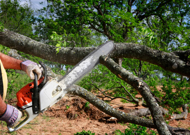 Best Seasonal Cleanup (Spring/Fall)  in Woodruff, SC