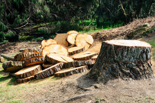 Best Tree Preservation Services  in Woodruff, SC